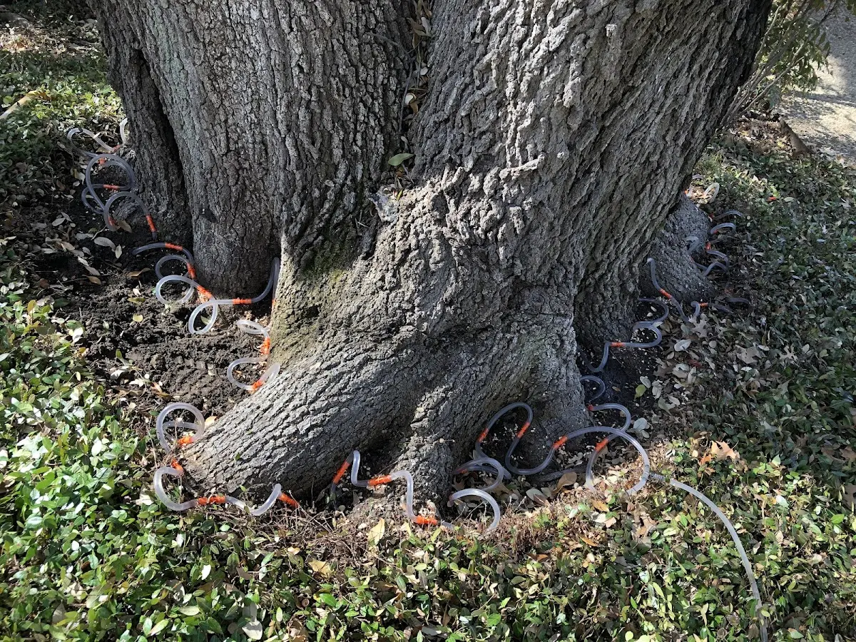 Detailed Tree Cabling and Bracing job site in Horseheads