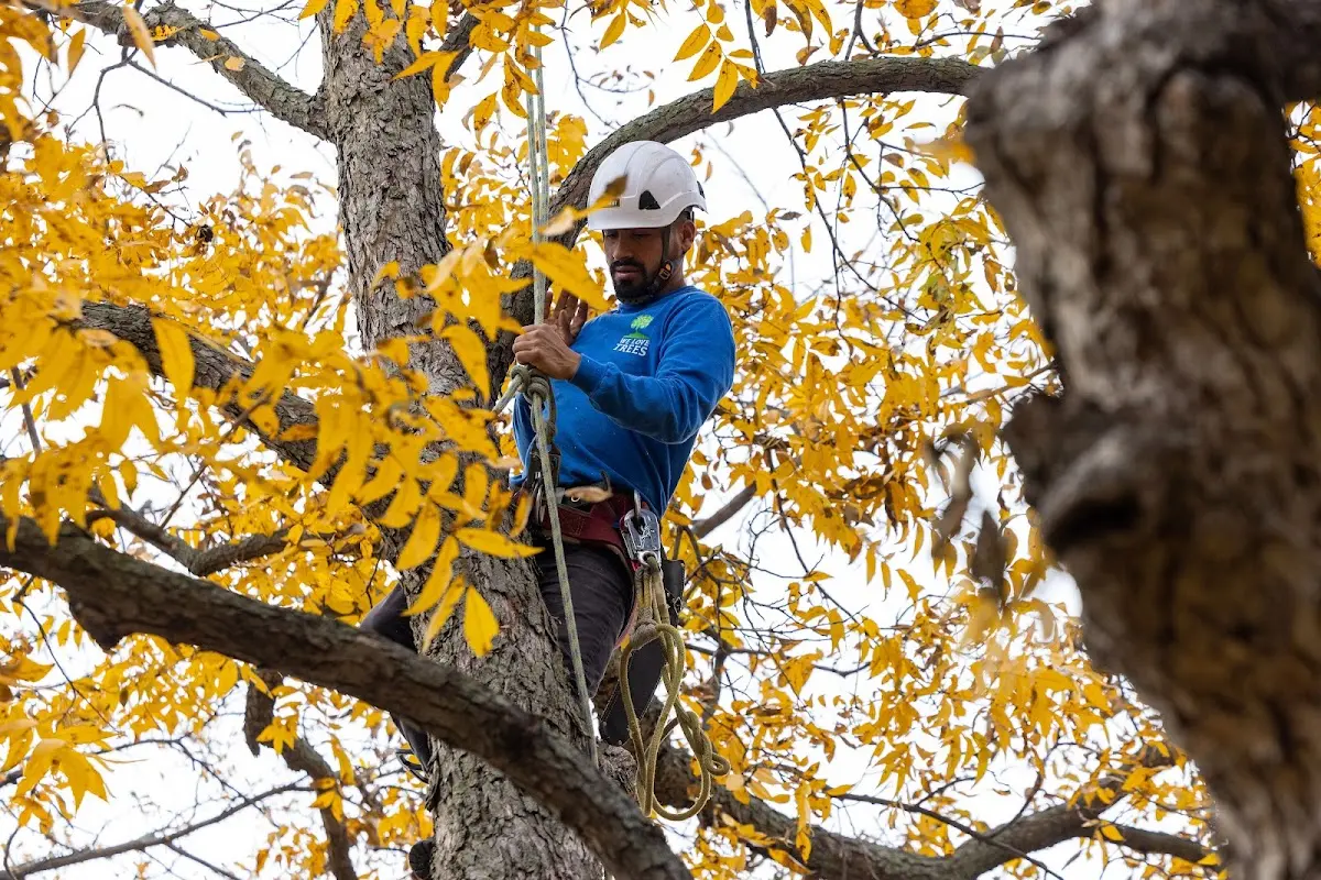 Skilled Tree Planing crew working in Horseheads